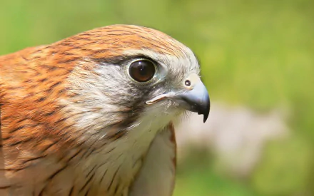 Animal falcon HD Desktop Wallpaper | Background Image