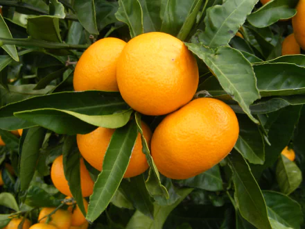 HD desktop wallpaper featuring ripe mandarins hanging on lush green branches, showcasing vibrant food freshness and natural beauty.