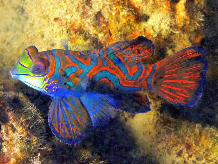 HD PC desktop wallpaper featuring a vibrant mandarinfish with bright blue, orange, and red patterns swimming over a rocky ocean floor.