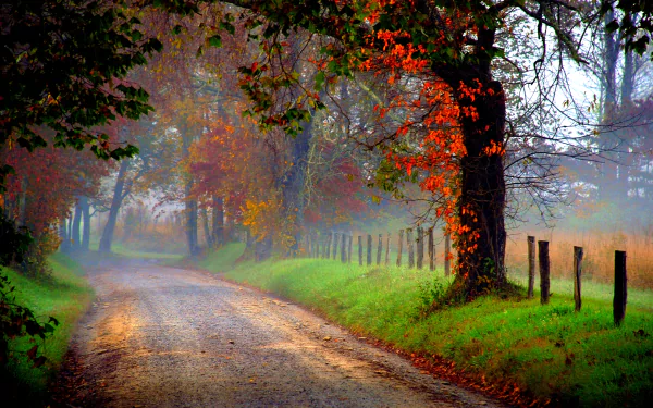 HD wallpaper of a serene nature path flanked by colorful autumn trees and a misty background, perfect for a desktop background.