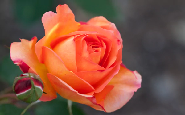 Close-up of an orange rose and bud against soft green bokeh — nature 4K Ultra HD PC desktop wallpaper and background.