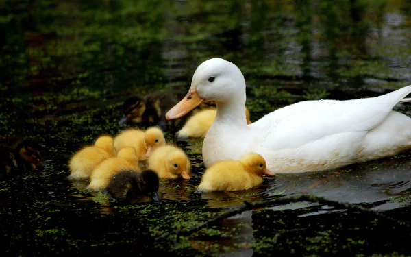 A serene HD desktop wallpaper featuring a white duck swimming alongside its fluffy ducklings in a tranquil pond, surrounded by lush greenery.