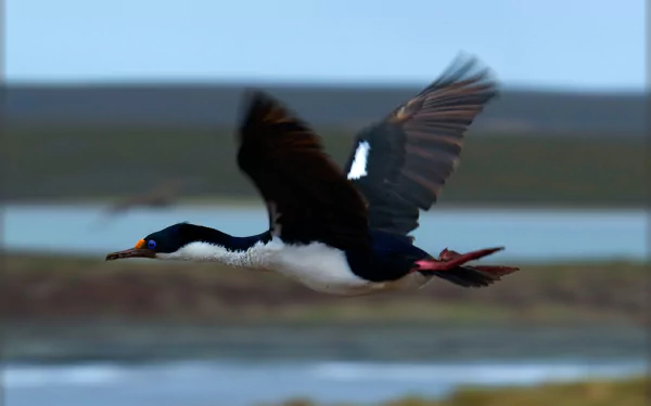 bird Animal imperial shag HD Desktop Wallpaper | Background Image
