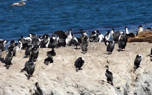 bird Animal imperial shag HD Desktop Wallpaper | Background Image