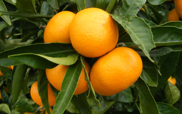 food mandarin HD Desktop Wallpaper | Background Image