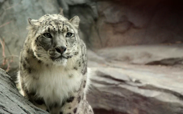 HD PC desktop wallpaper of a majestic snow leopard resting on rocky terrain, showcasing its distinctive spotted fur and intense gaze.