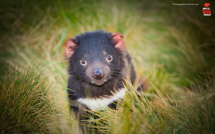 devil Animal tasmanian devil HD Desktop Wallpaper | Background Image