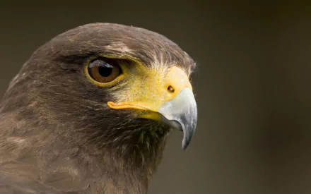 Close-up HD desktop wallpaper of a hawk's head showcasing its sharp eye and beak against a blurred background.