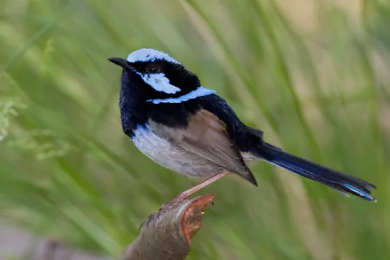 A vivid HD desktop wallpaper featuring a superb fairywren perched on a branch against a soft, blurred green background.