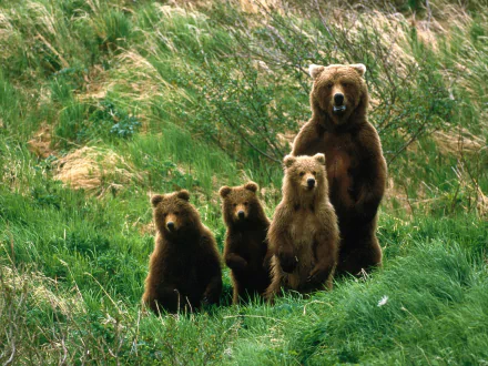 cute cub brown bear Animal bear HD Desktop Wallpaper | Background Image