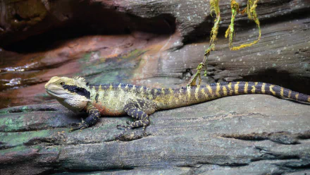  Australian water dragon, includes the eastern water dragon and the Gippsland water dragon subspecies