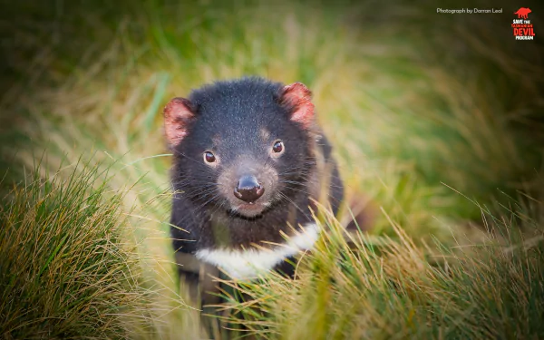 devil Animal tasmanian devil HD Desktop Wallpaper | Background Image