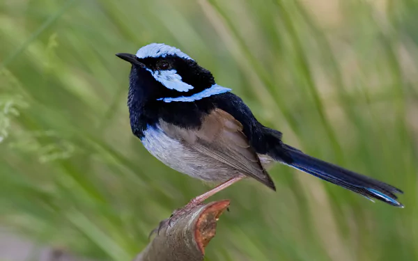 Superb fairywren Animal wren HD Desktop Wallpaper | Background Image