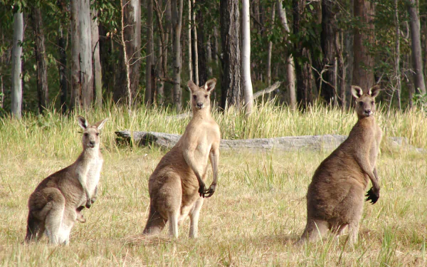 Three kangaroos stand in a grassy field surrounded by trees, showcasing their natural habitat. This HD wallpaper captures the beauty of wildlife in a serene setting.
