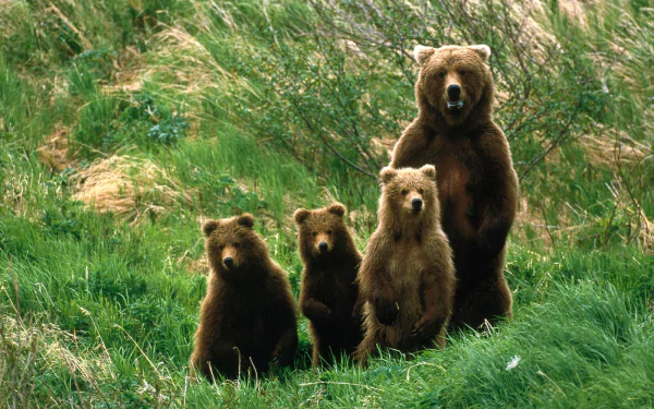 cute cub brown bear Animal bear HD Desktop Wallpaper | Background Image