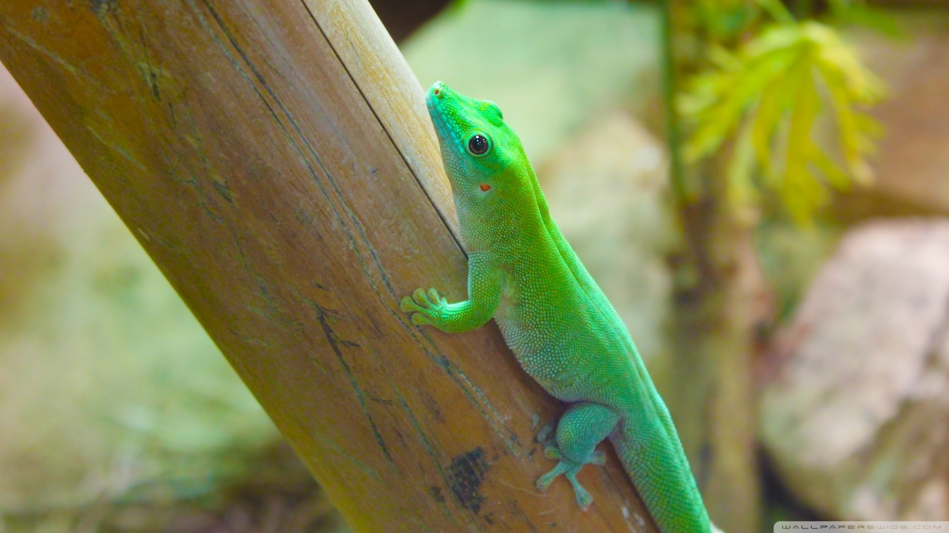 HD desktop wallpaper featuring a vibrant green lizard clinging to a wooden surface with a blurred natural background.