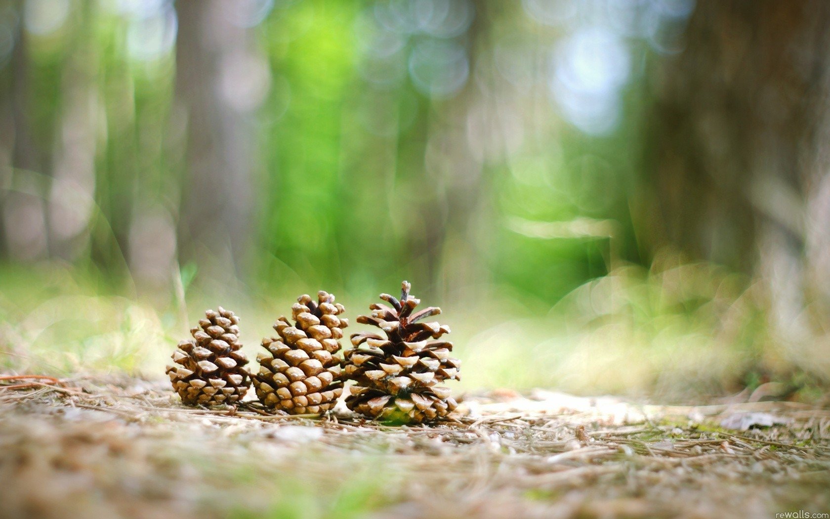 Download Nature Pine Cone Wallpaper