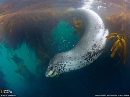 HD PC desktop wallpaper: leopard seal (seal, animal) gliding beneath kelp in clear blue water, curved body and spotted coat against a deep-sea background.