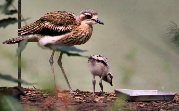 curlew Animal bush stone-curlew HD Desktop Wallpaper | Background Image