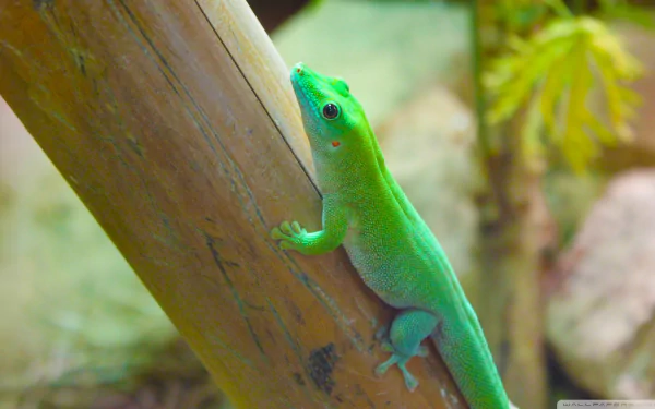 Animal lizard HD Desktop Wallpaper | Background Image