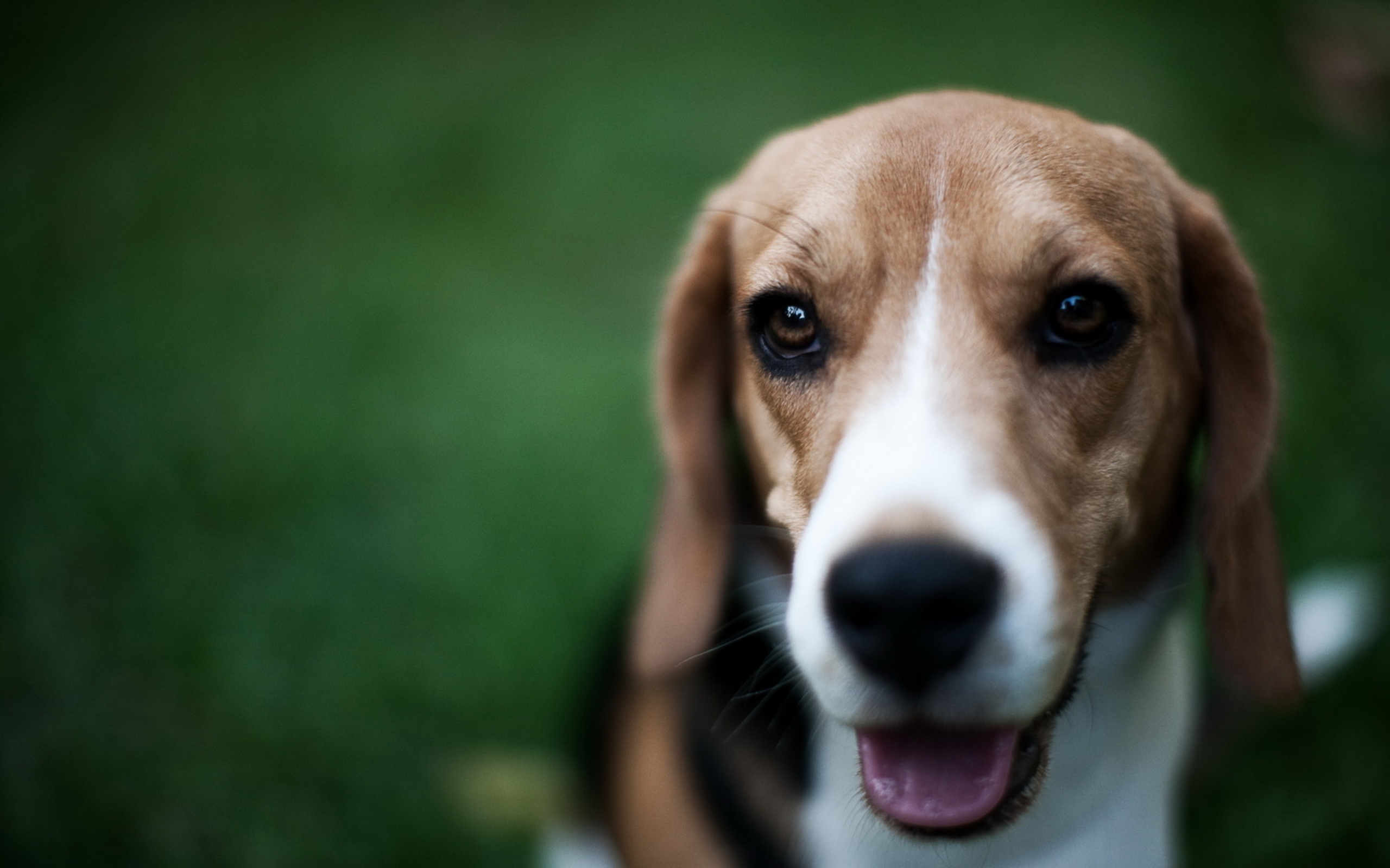 Animal Beagle HD Wallpaper | Background Image