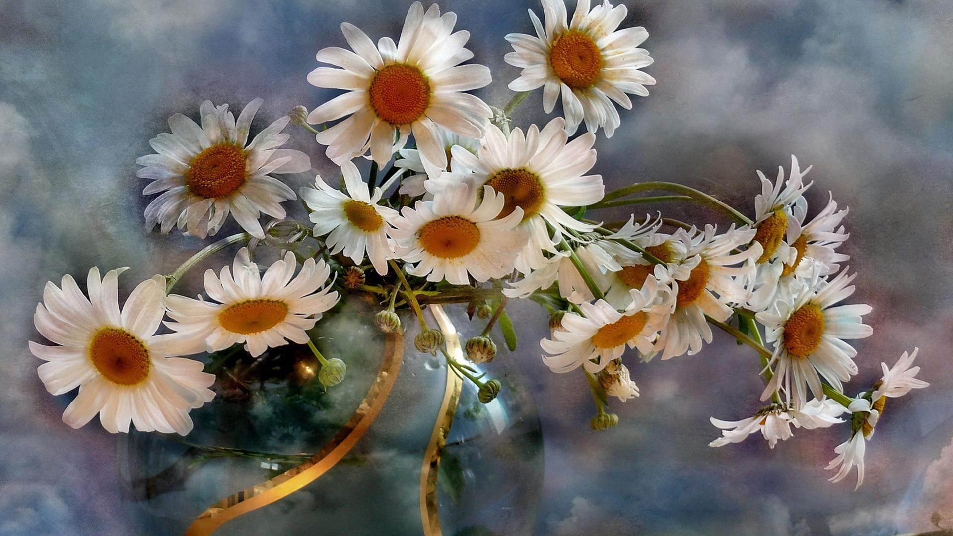Nature Daisy HD Wallpaper | Background Image