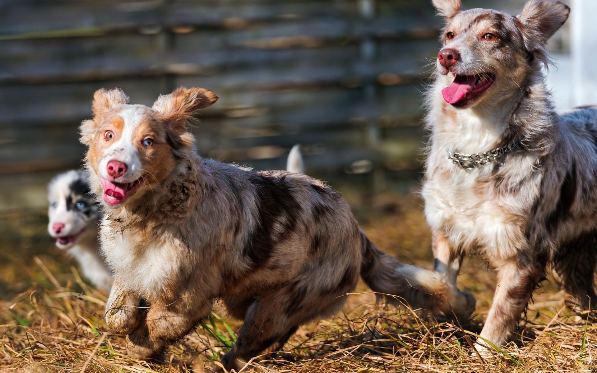 HD desktop wallpaper featuring three energetic Australian Shepherd dogs running outdoors on a sunny day, capturing their playful and lively nature.