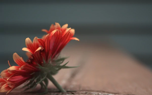 nature gerbera HD Desktop Wallpaper | Background Image