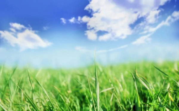 A vibrant HD desktop wallpaper featuring lush green grass under a bright blue sky adorned with fluffy clouds, capturing the beauty of nature.