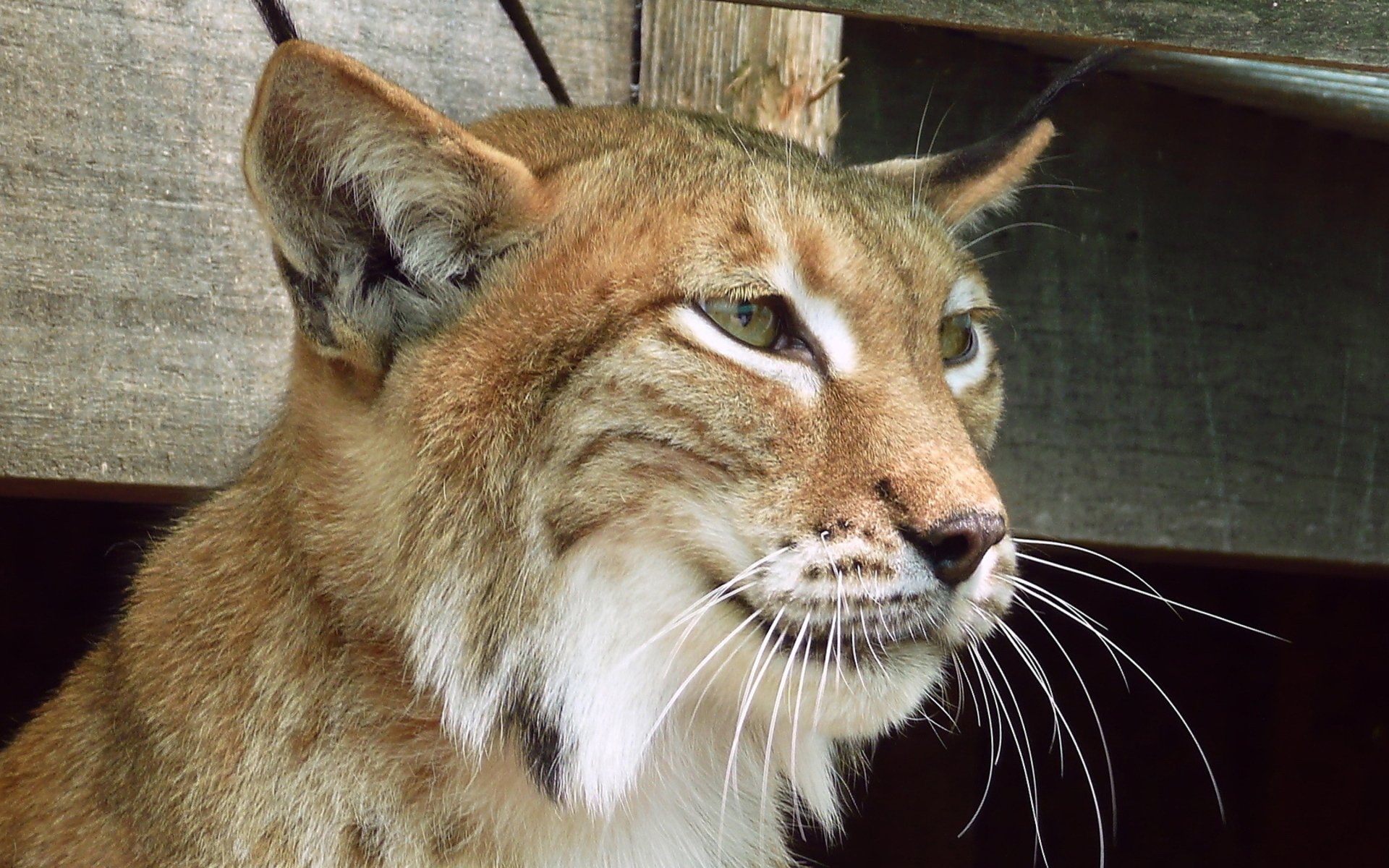 HD PC desktop wallpaper featuring a close-up of a lynx with detailed fur and alert expression against a wooden background.