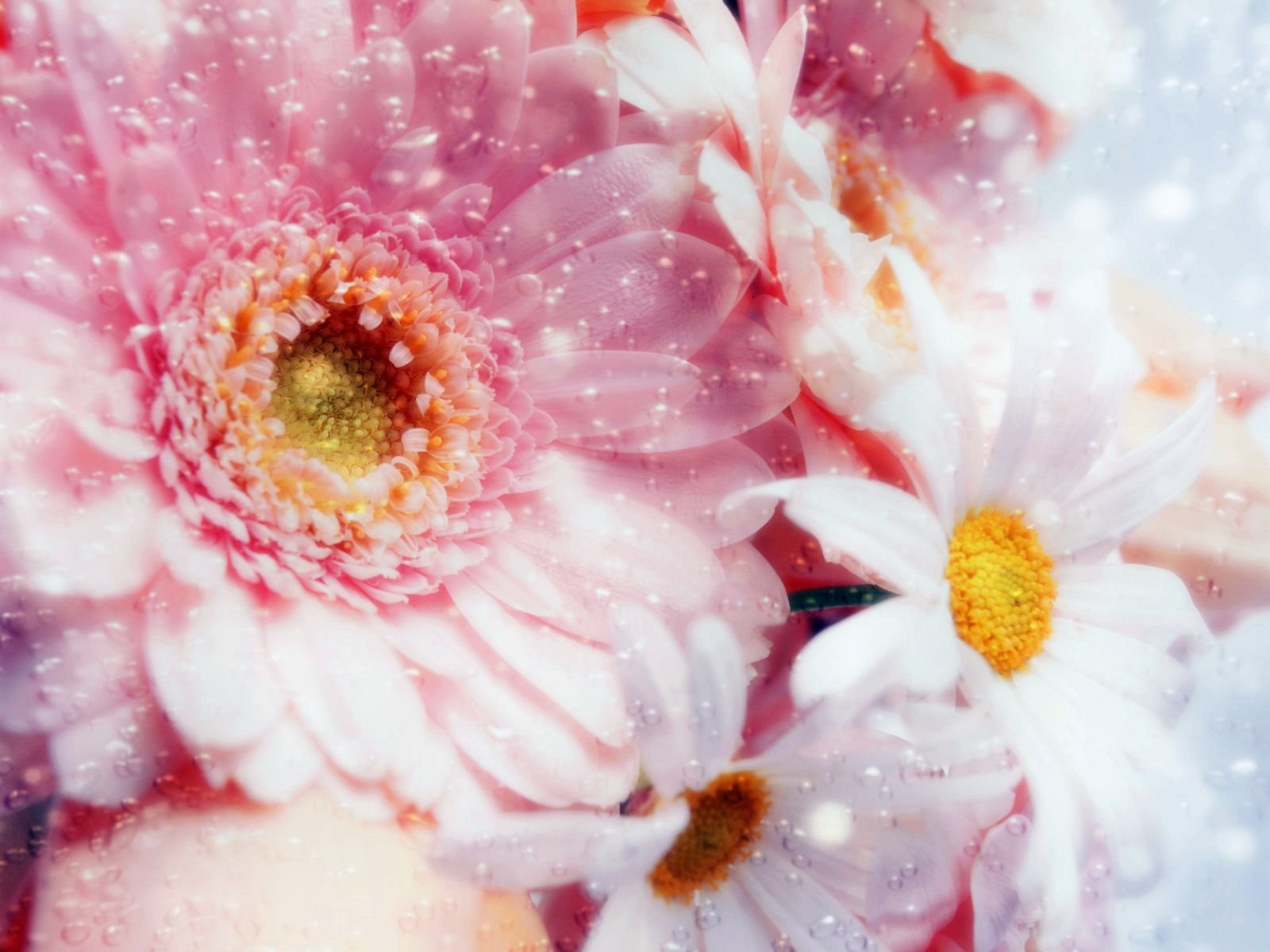 A vibrant close-up of pink flowers with white daisies, set against a softly blurred background, creating a stunning nature-themed HD desktop wallpaper.