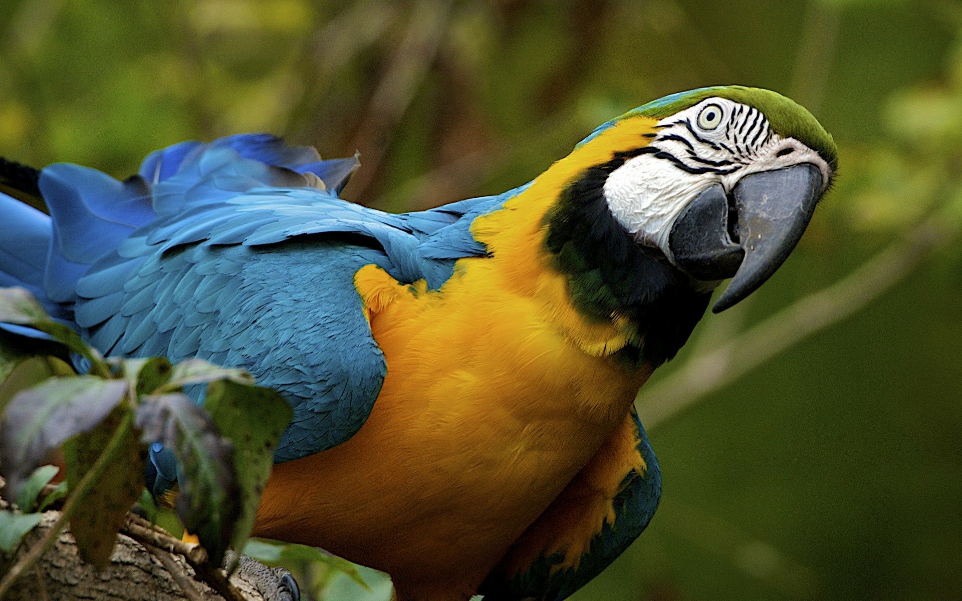 A vibrant blue-and-yellow macaw perched on a branch in natural greenery, captured in high definition as a desktop wallpaper and background.