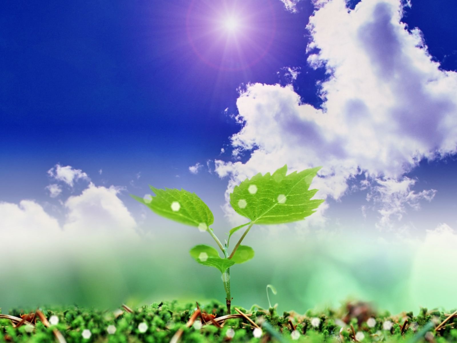 Close-up of a young green plant sprouting from soil under a bright blue sky with fluffy clouds, captured in vibrant HD for a nature-themed PC desktop wallpaper.
