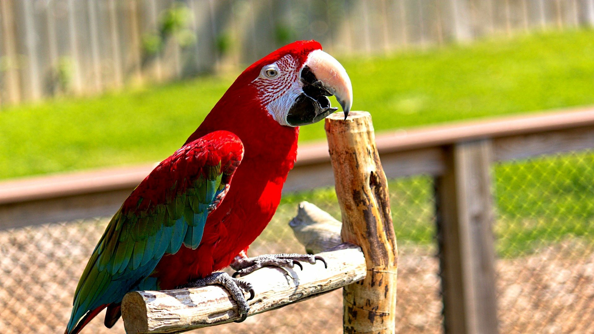 Download Animal Red-and-green Macaw HD Wallpaper