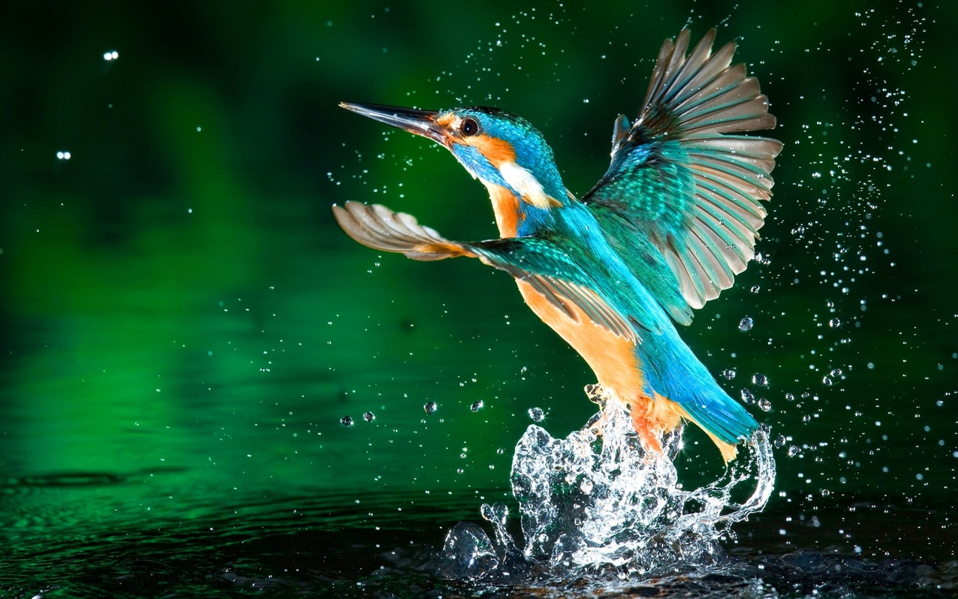 Kingfisher bursting from water with splashes, vibrant teal and orange plumage in motion — 2K Quad HD PC desktop wallpaper/background.