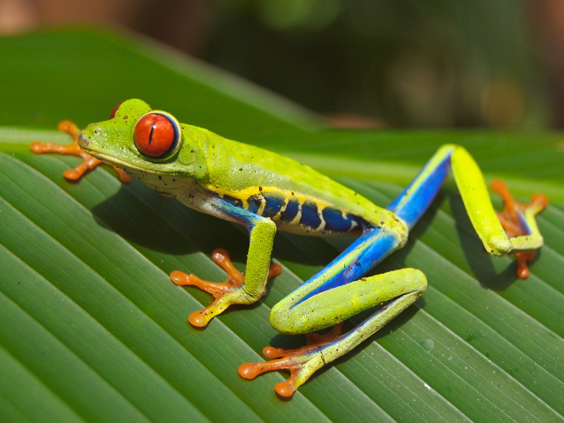 HD desktop wallpaper featuring a vibrant red-eyed tree frog resting on a green leaf, showcasing its bright colors and detailed textures.