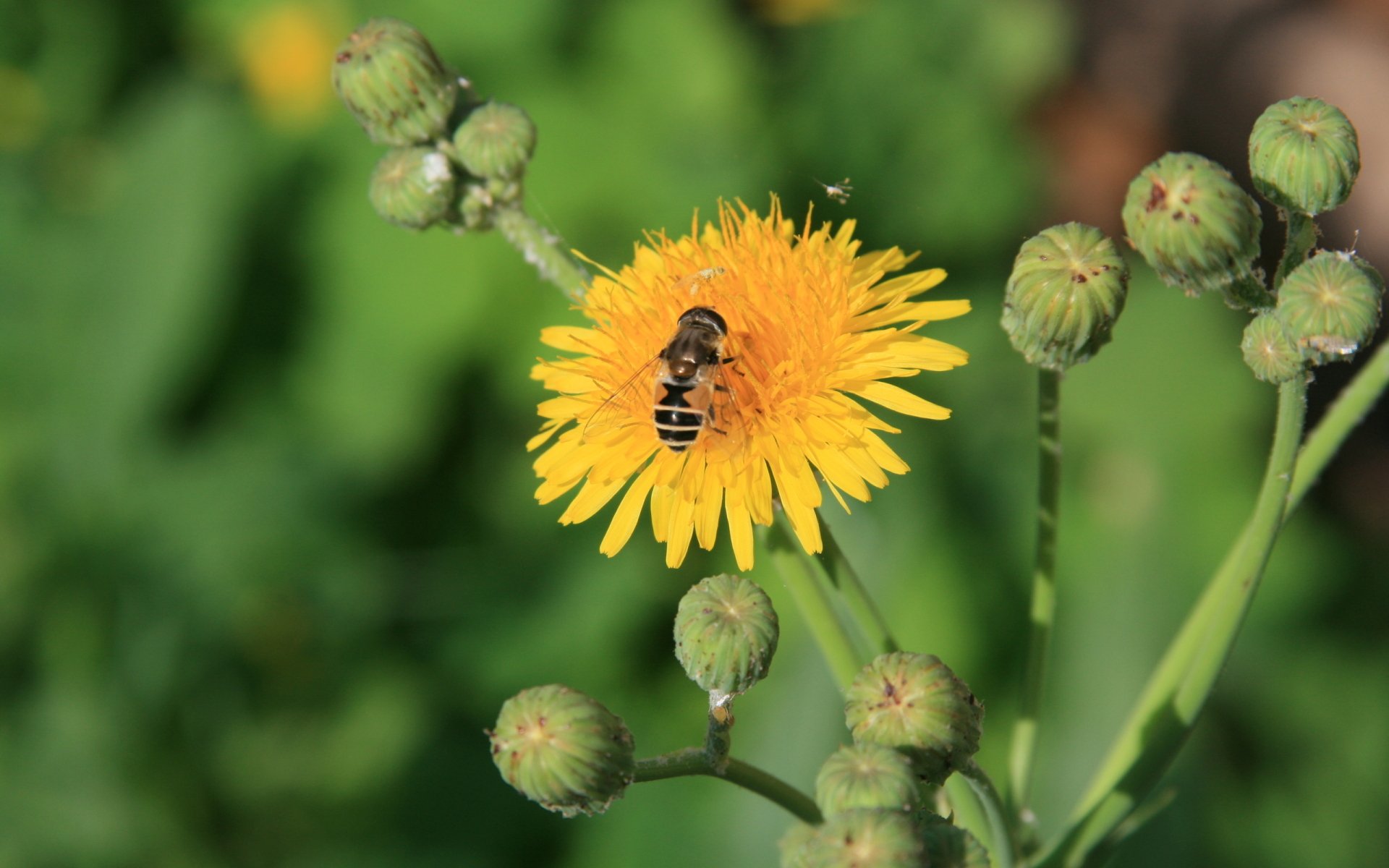 Download Animal Fly HD Wallpaper