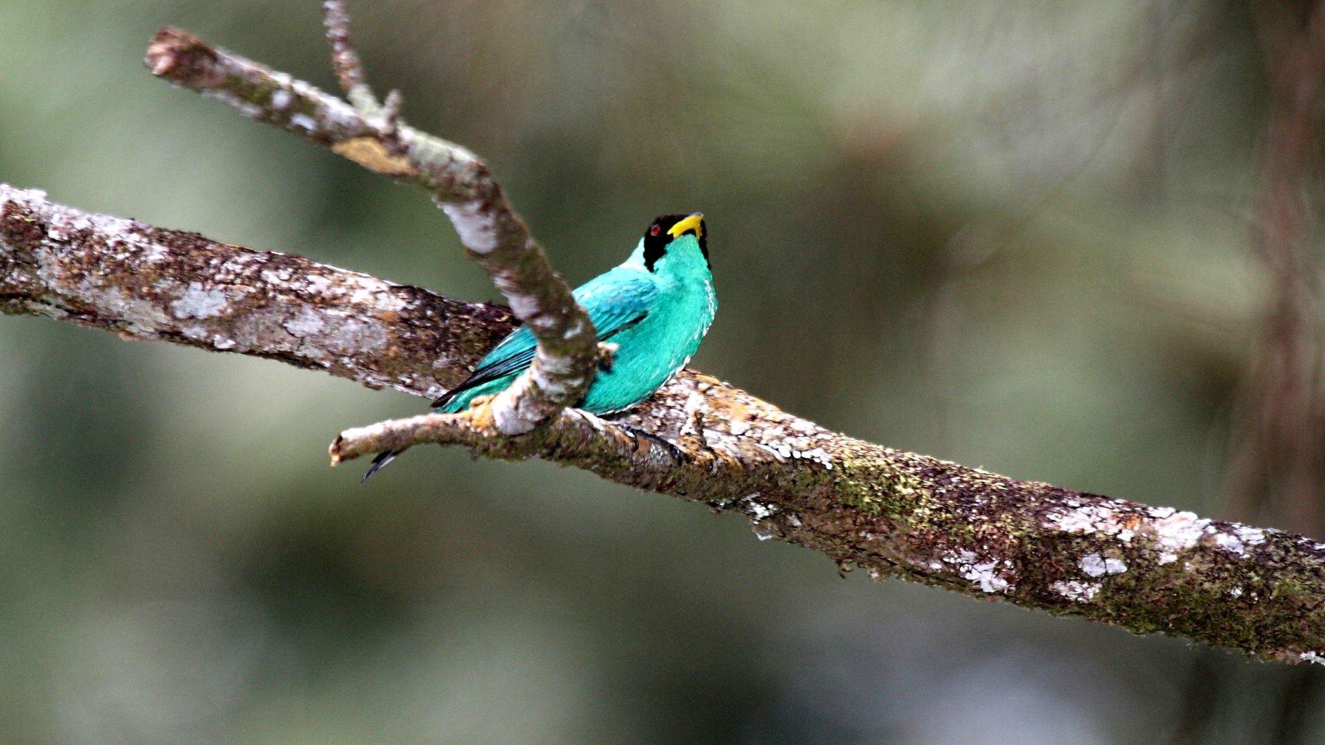 HD PC desktop wallpaper: vibrant turquoise honeycreeper perched on a mossy branch against a soft-focus forest background.
