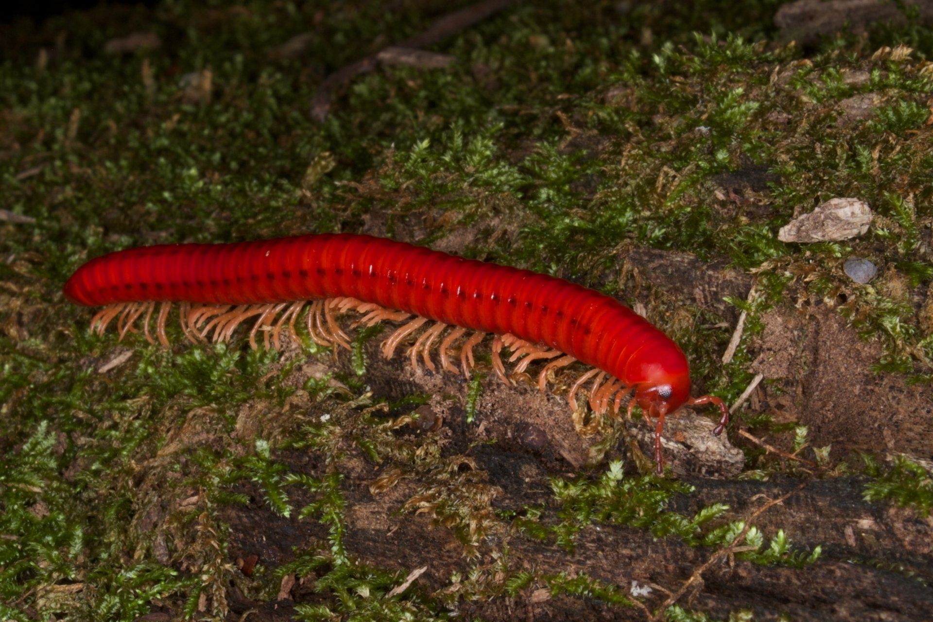 Download Animal Millipede 4k Ultra HD Wallpaper