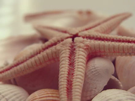 Animal starfish HD Desktop Wallpaper | Background Image