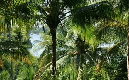 nature palm tree HD Desktop Wallpaper | Background Image