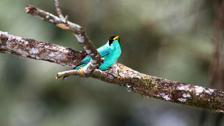 HD PC desktop wallpaper: vibrant turquoise honeycreeper perched on a mossy branch against a soft-focus forest background.