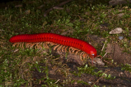 Animal millipede HD Desktop Wallpaper | Background Image