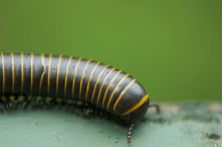 Animal millipede HD Desktop Wallpaper | Background Image