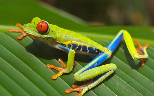 HD desktop wallpaper featuring a vibrant red-eyed tree frog resting on a green leaf, showcasing its bright colors and detailed textures.