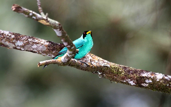 HD PC desktop wallpaper: vibrant turquoise honeycreeper perched on a mossy branch against a soft-focus forest background.