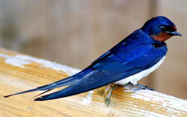 A vibrant swallow with deep blue and white feathers perched on a wooden surface, captured in HD quality as a PC desktop wallpaper background.