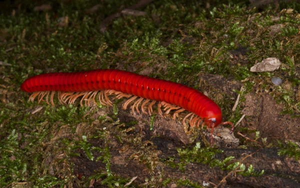 Animal millipede HD Desktop Wallpaper | Background Image
