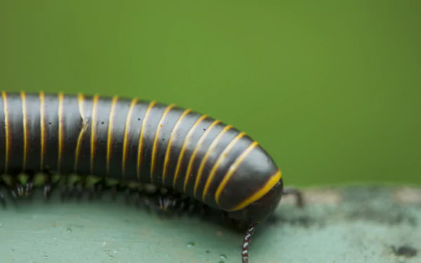 Animal millipede HD Desktop Wallpaper | Background Image