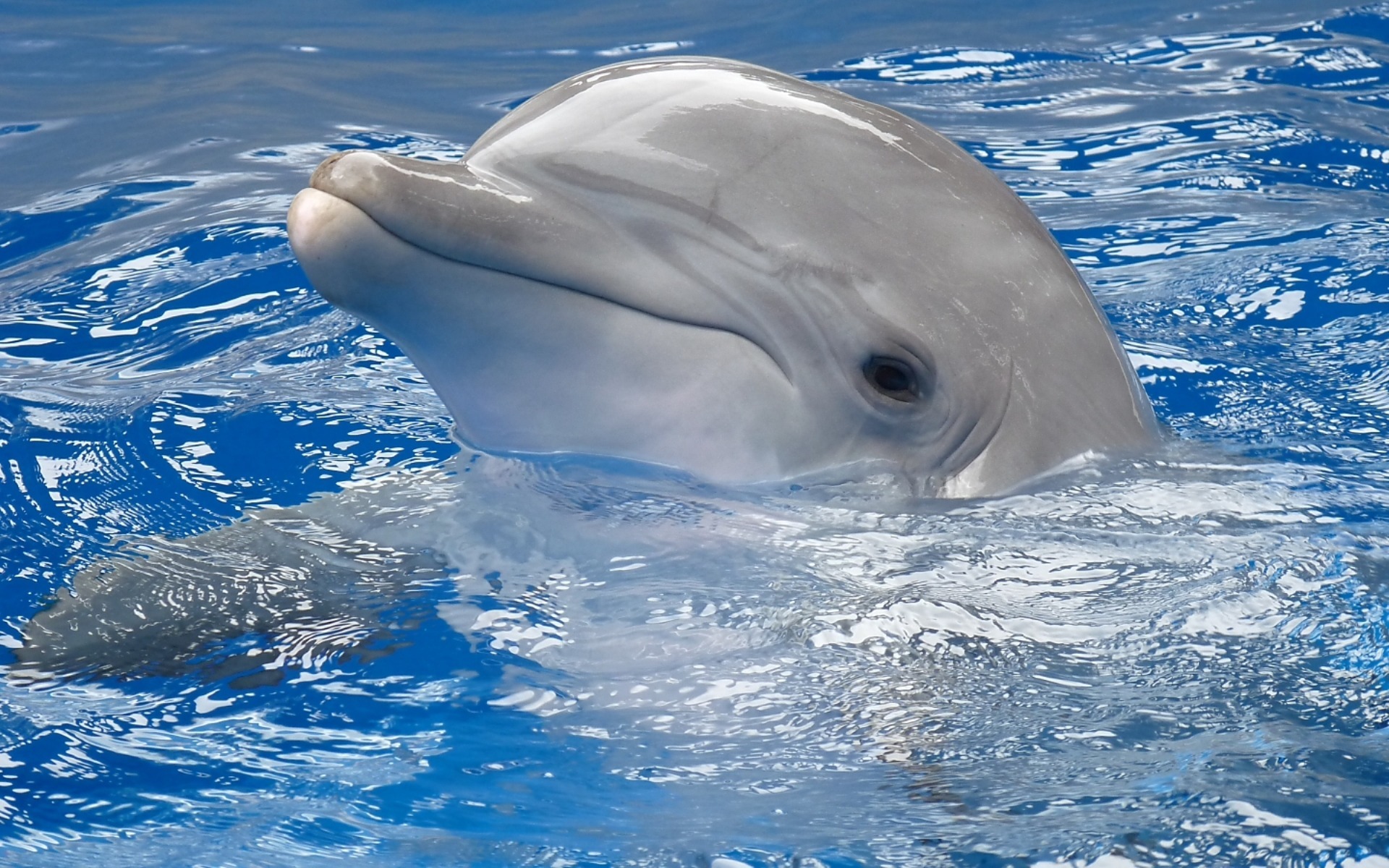 Bottlenose Dolphin HD Wallpaper